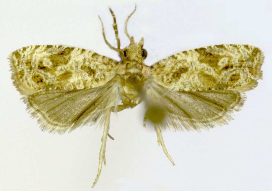 /filer/webapps/moths/media/images/T/tryphera_Syntozyga_HT_ZMJU.jpg