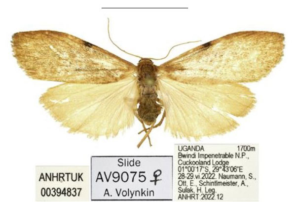 /filer/webapps/moths/media/images/T/tryphosa_Acanthosia_AF_ANHRT.jpg