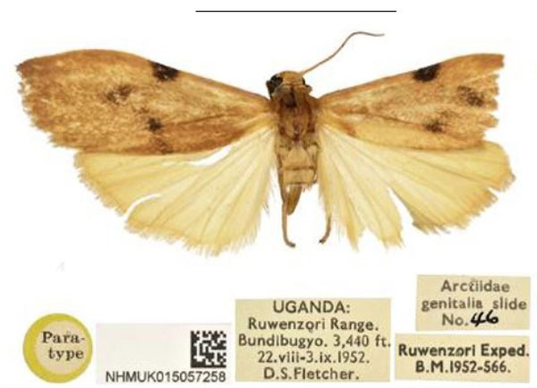 /filer/webapps/moths/media/images/T/tryphosa_Phryganopsis_PTM_NHMUK.jpg