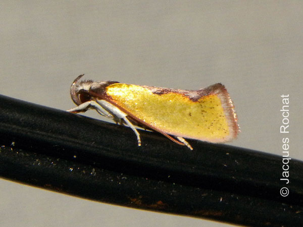 /filer/webapps/moths/media/images/T/tryphoxantha_Orygocera_A_Rochat.jpg