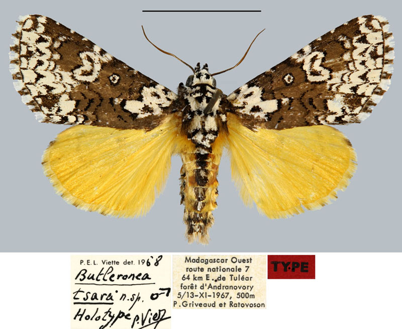 /filer/webapps/moths/media/images/T/tsara_Butleronea_HT_MNHNa.jpg