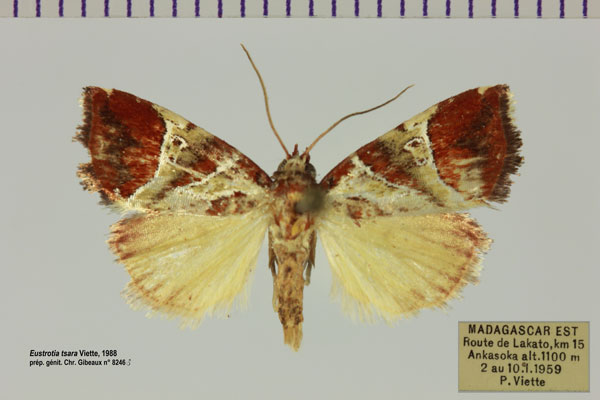/filer/webapps/moths/media/images/T/tsara_Eustrotia_AM_MNHN.jpg