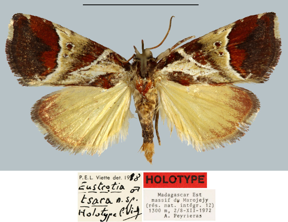 /filer/webapps/moths/media/images/T/tsara_Eustrotia_HT_MNHN.jpg