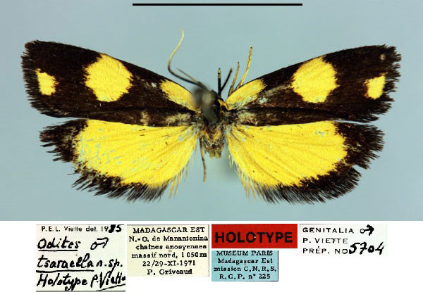 /filer/webapps/moths/media/images/T/tsaraella_Odites_HT_MNHN.jpg