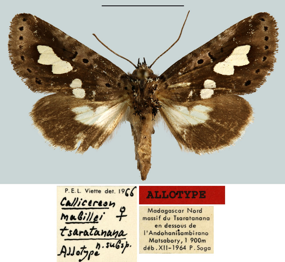 /filer/webapps/moths/media/images/T/tsaratanana_Callicereon_AT_MNHN.jpg
