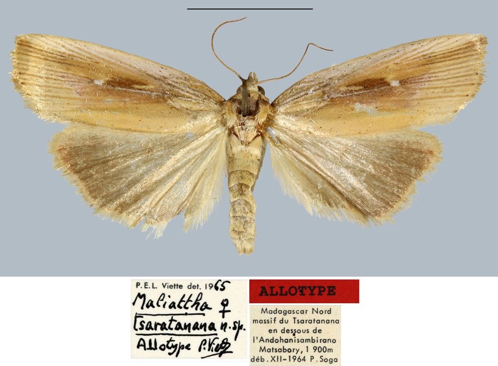 /filer/webapps/moths/media/images/T/tsaratanana_Maliattha_AT_MNHN.jpg