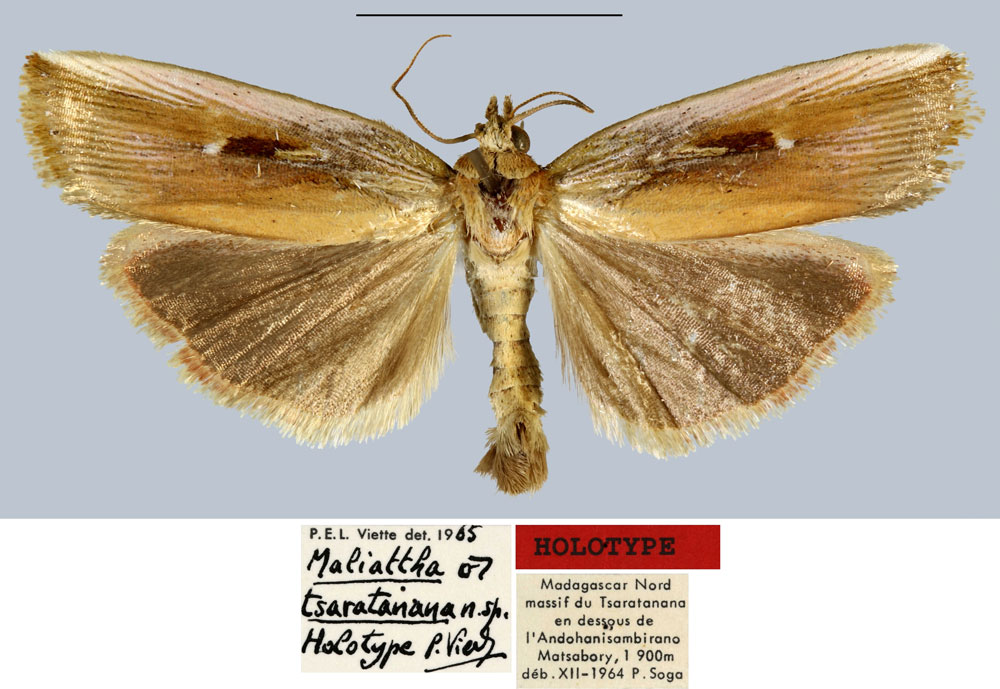 /filer/webapps/moths/media/images/T/tsaratanana_Maliattha_HT_MNHN.jpg