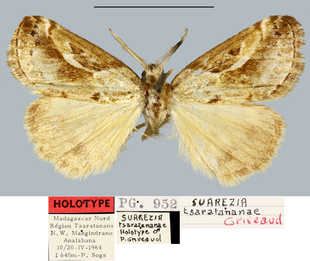 /filer/webapps/moths/media/images/T/tsaratanana_Salvatgea_HT_MNHN.jpg