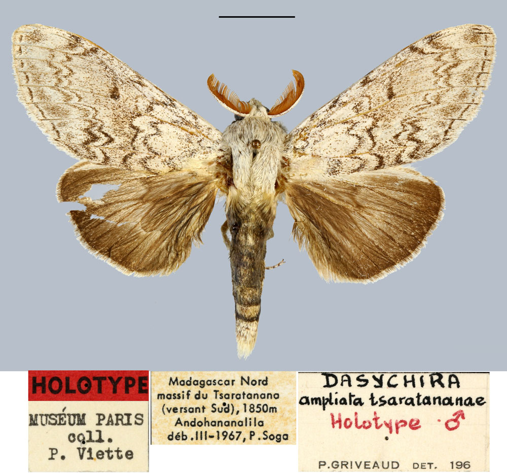 /filer/webapps/moths/media/images/T/tsaratananae_Dasychira_HT_MNHN.jpg