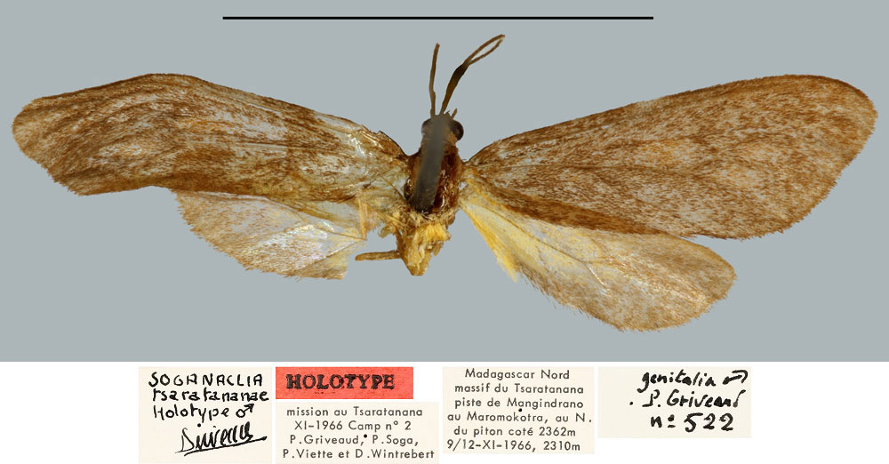 /filer/webapps/moths/media/images/T/tsaratananae_Soganaclia_HT_MNHN.jpg