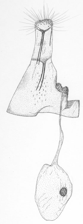 /filer/webapps/moths/media/images/T/tsavensis_Phyllonorycter_GF_DePrins_TMSA7501.jpg