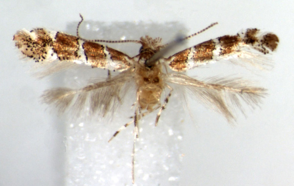 /filer/webapps/moths/media/images/T/tsavensis_Phyllonorycter_HT_RMCA.jpg