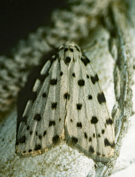 /filer/webapps/moths/media/images/T/tsitsikamma_Siccia_A_Roland_01.jpg