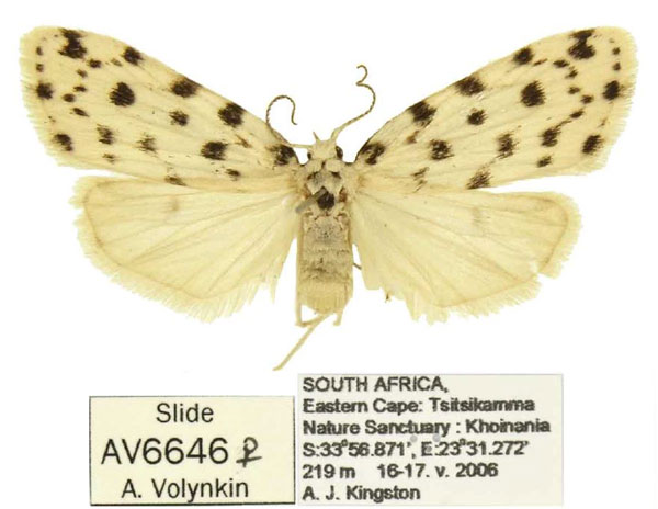 /filer/webapps/moths/media/images/T/tsitsikamma_Siccia_PTF_ANHRT.jpg