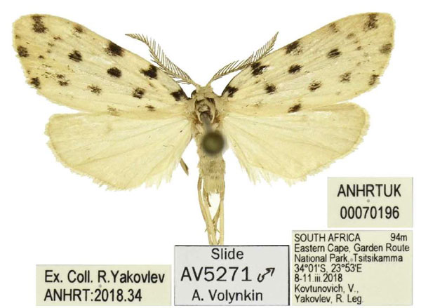 /filer/webapps/moths/media/images/T/tsitsikamma_Siccia_PTM_ANHRT.jpg