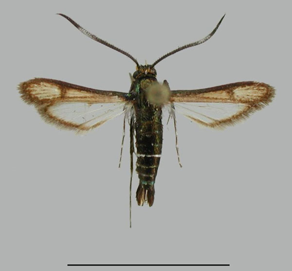 /filer/webapps/moths/media/images/T/tsomoana_Cabomina_HT_ZSM_01.jpg