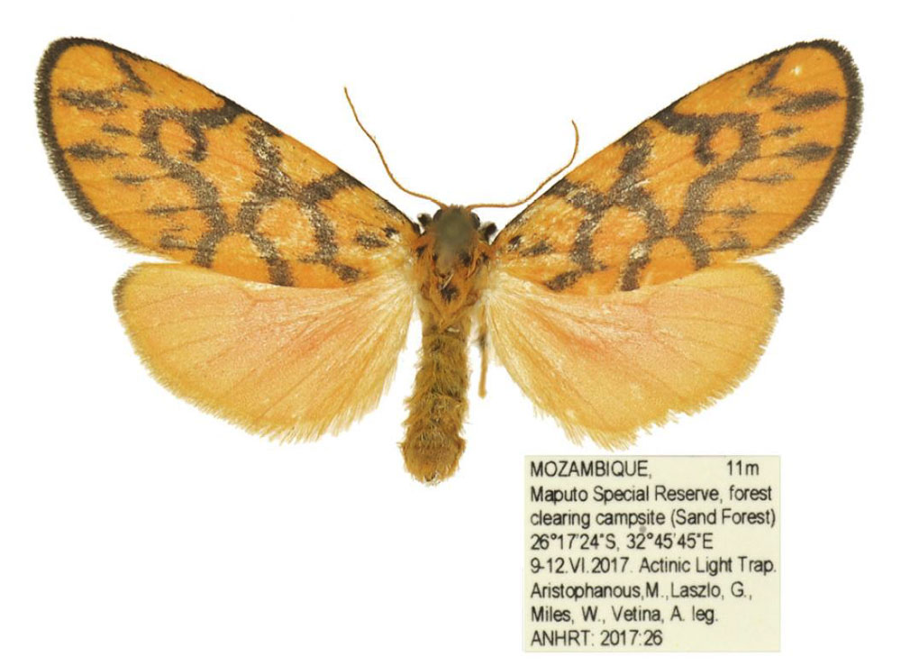 /filer/webapps/moths/media/images/T/tsonga_Tumicla_PTF_ANHRT.jpg