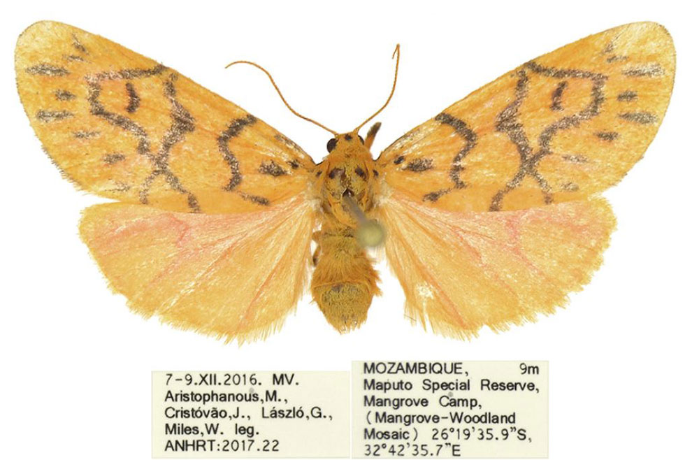 /filer/webapps/moths/media/images/T/tsonga_Tumicla_PTF_ANHRT_02.jpg