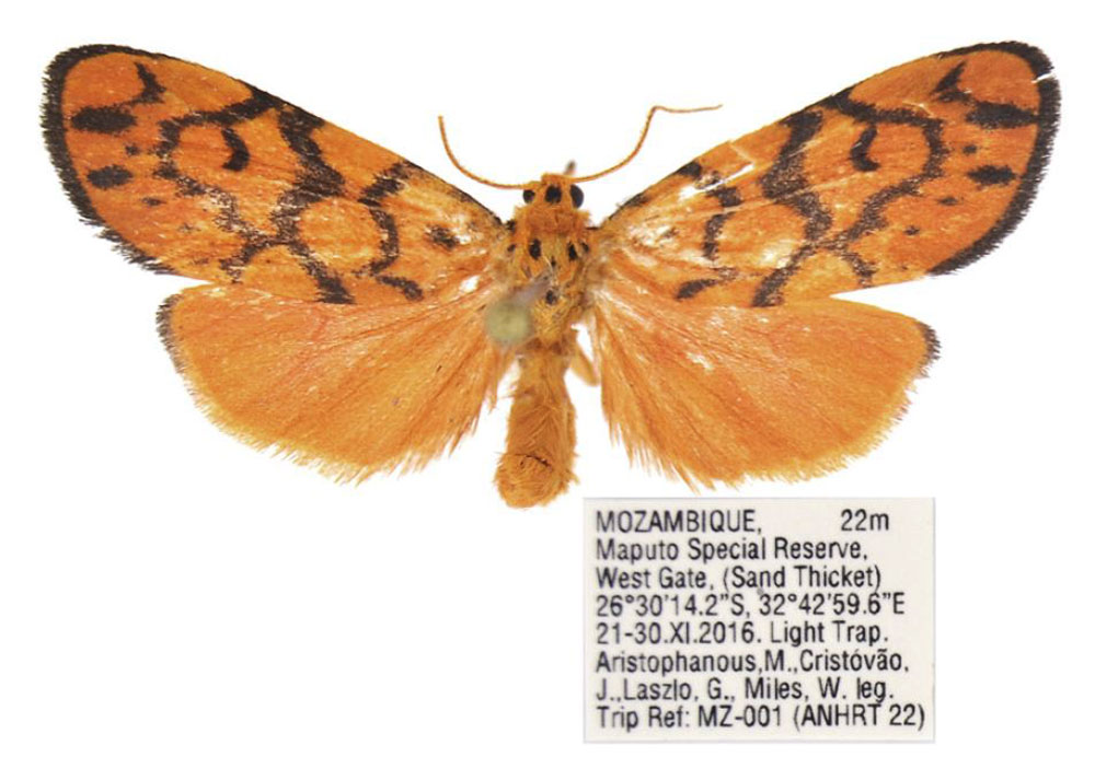 /filer/webapps/moths/media/images/T/tsonga_Tumicla_PTM_ANHRT.jpg