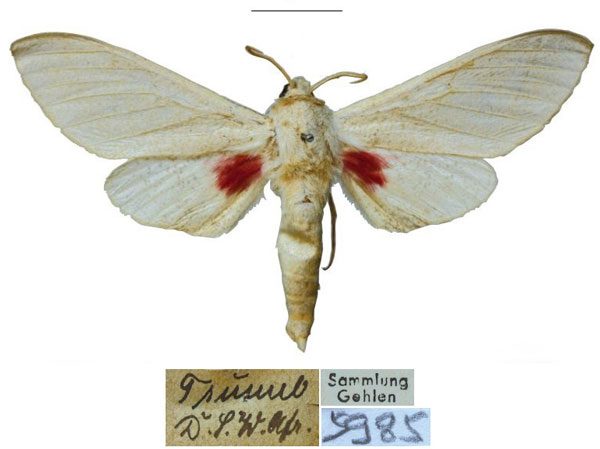 /filer/webapps/moths/media/images/T/tsumeb_Neoclanis_HT_ZSMa.jpg