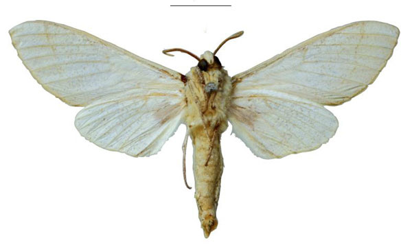 /filer/webapps/moths/media/images/T/tsumeb_Neoclanis_HT_ZSMb.jpg