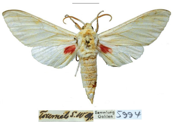 /filer/webapps/moths/media/images/T/tsumeb_Neoclanis_PTM_ZSMa.jpg
