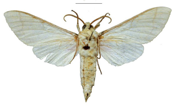 /filer/webapps/moths/media/images/T/tsumeb_Neoclanis_PTM_ZSMb.jpg