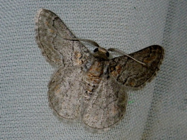 /filer/webapps/moths/media/images/T/tuckeri_Mictoschema_A_Liebenberg.jpg