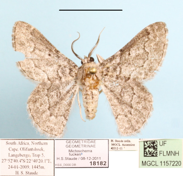 /filer/webapps/moths/media/images/T/tuckeri_Mictoschema_A_MGCLa_01.jpg