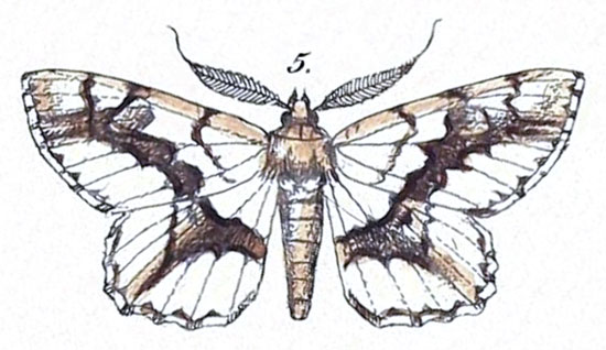 /filer/webapps/moths/media/images/T/tulbaghata_Boarmia_HT_Felder_1875_125-5.jpg