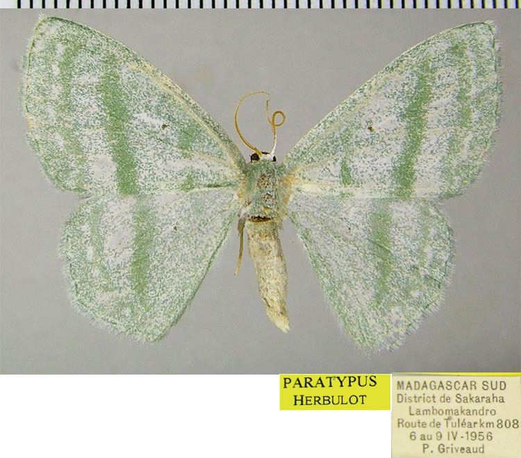 /filer/webapps/moths/media/images/T/tulear_Epigelasma_PTF_ZSMa.jpg