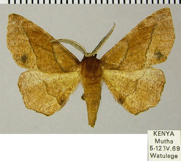 /filer/webapps/moths/media/images/T/tullia_Cophophlebia_AM_ZSMa.jpg