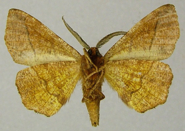 /filer/webapps/moths/media/images/T/tullia_Cophophlebia_AM_ZSMb.jpg