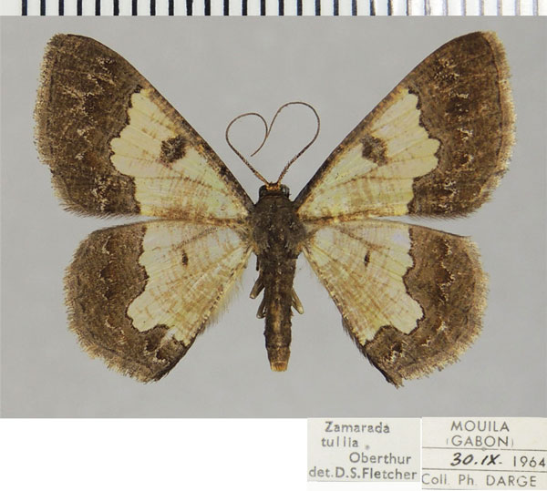 /filer/webapps/moths/media/images/T/tullia_Zamarada_AF_ZSM.jpg