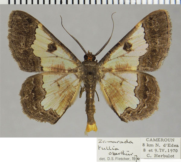 /filer/webapps/moths/media/images/T/tullia_Zamarada_AM_ZSMa.jpg
