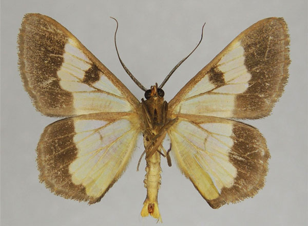 /filer/webapps/moths/media/images/T/tullia_Zamarada_AM_ZSMb.jpg