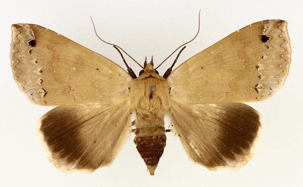 /filer/webapps/moths/media/images/T/tumiditermina_Ophiusa_AF_TMSA_01.jpg
