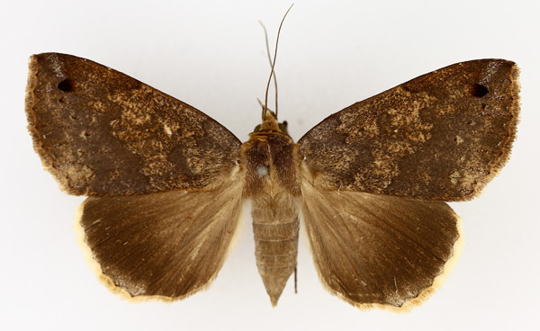 /filer/webapps/moths/media/images/T/tumiditermina_Ophiusa_AF_TMSA_02.jpg