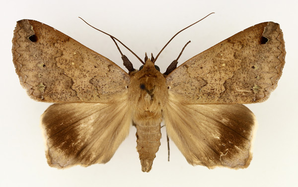 /filer/webapps/moths/media/images/T/tumiditermina_Ophiusa_AM_TMSA_01.jpg