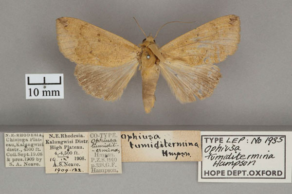 /filer/webapps/moths/media/images/T/tumiditermina_Ophiusa_PTF_OUMNH_01.jpg