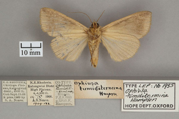/filer/webapps/moths/media/images/T/tumiditermina_Ophiusa_PTF_OUMNH_02.jpg