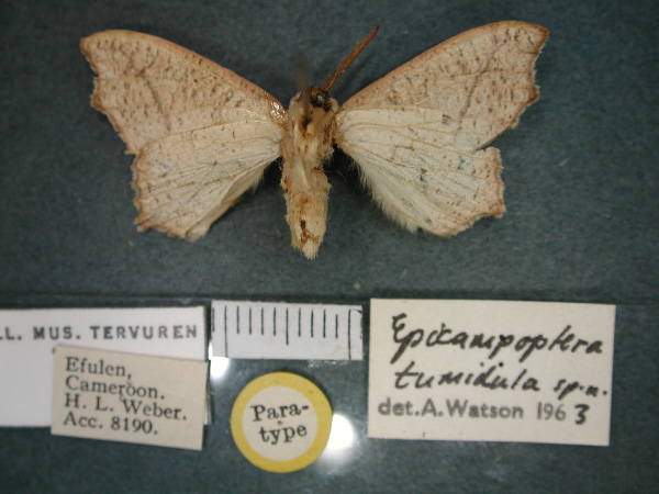 /filer/webapps/moths/media/images/T/tumidula_Epicampoptera_PT_RMCA_02.jpg