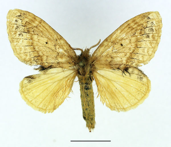 /filer/webapps/moths/media/images/T/turbata_Raphipeza_AF_Basquin.jpg