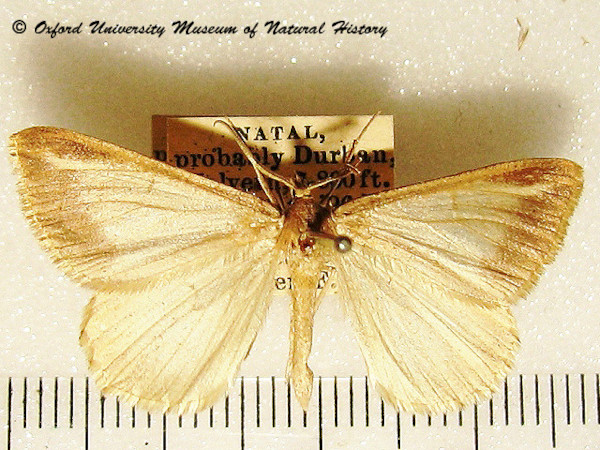 /filer/webapps/moths/media/images/T/turbulentata_Chiasmia_A_OUMNH.jpg