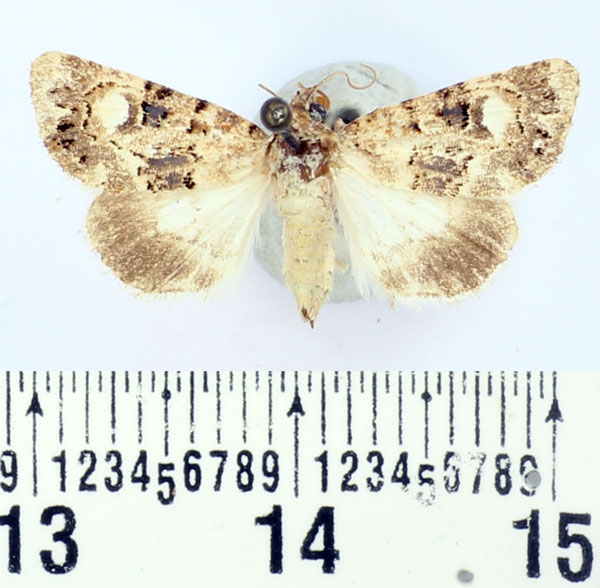 /filer/webapps/moths/media/images/T/turcorum_Iranada_AF_BMNH.jpg