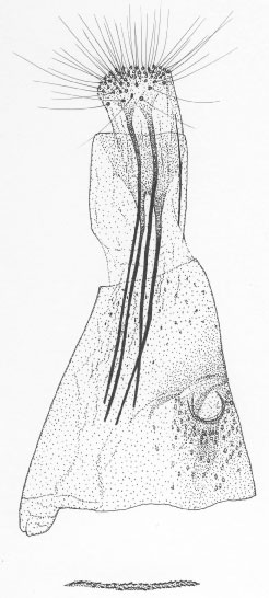 /filer/webapps/moths/media/images/T/turensis_Phyllonorycter_GF_DePrins3499.jpg