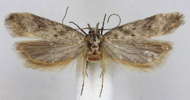 /filer/webapps/moths/media/images/T/turiensis_Scrobipalpa_HT_BMNH.jpg