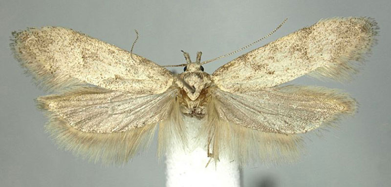 /filer/webapps/moths/media/images/T/turiensis_Scrobipalpa_PTF_BMNH.jpg