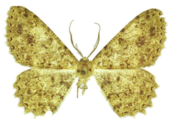 /filer/webapps/moths/media/images/T/turlini_Afroracotis_HT_ZSM.jpg