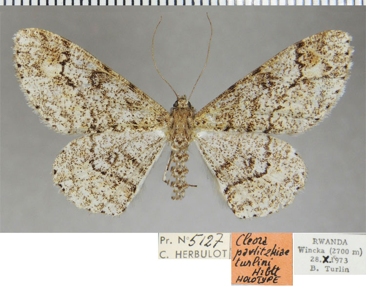 /filer/webapps/moths/media/images/T/turlini_Cleora_HT_ZSMa.jpg